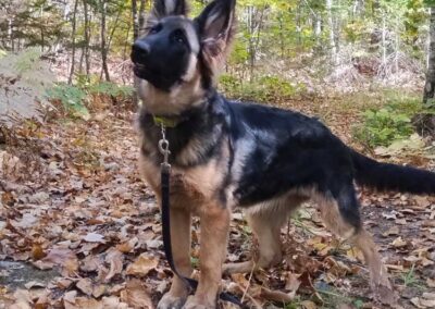 Pixel à 6 mois, femelle berger allemand chiots au Québec.