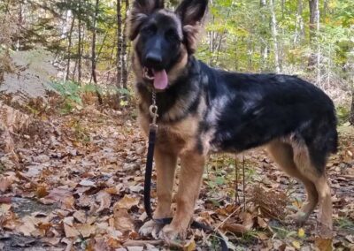 Pixel à 6 mois, femelle berger allemand chiots au Québec.