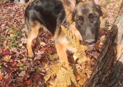 Pixel à 6 mois, femelle berger allemand chiots au Québec.
