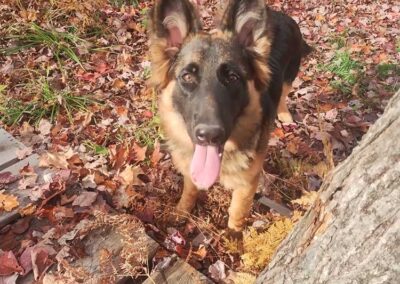 Pixel à 6 mois, femelle berger allemand chiots au Québec.