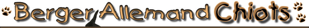Berger Allemand chiots site officiel