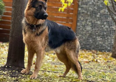 Maximus géniteur mâle