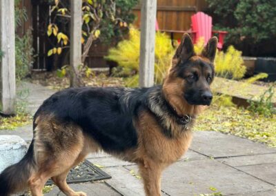 Maximus géniteur mâle