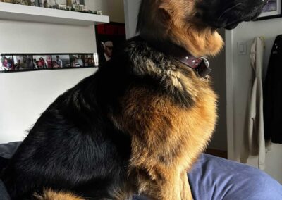 Maximus géniteur mâle