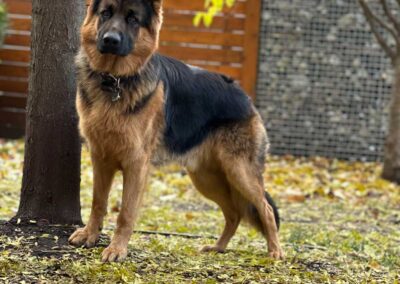 Maximus géniteur mâle