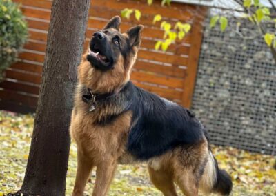 Maximus géniteur mâle