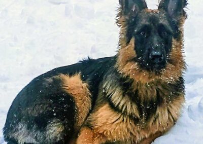 Pixel, femelle berger allemand chiots au Québec.