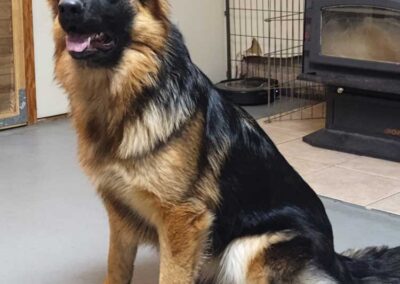 Pixel, femelle berger allemand chiots au Québec.