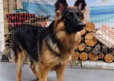 Pixel, femelle berger allemand chiots au Québec.