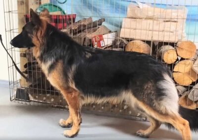 Pixel, femelle berger allemand chiots au Québec.