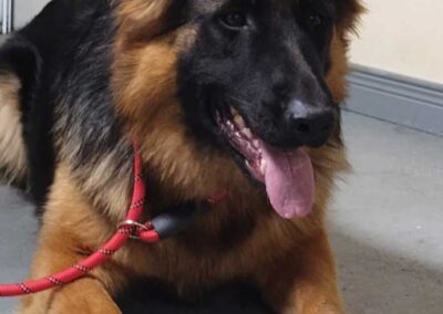 Pixel, femelle berger allemand chiots au Québec.