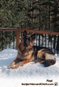Pixel, femelle berger allemand chiots au Québec.