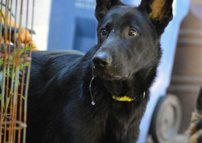 GUS, Un magnifique jeune mâle berger allemand noir, âgé de bientôt 6 mois