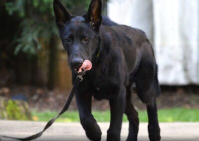 GUS, Un magnifique jeune mâle berger allemand noir, âgé de bientôt 6 mois
