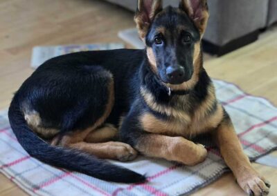 JACKY, est née le 24 mars 2026, fille de Kia et Rocky.