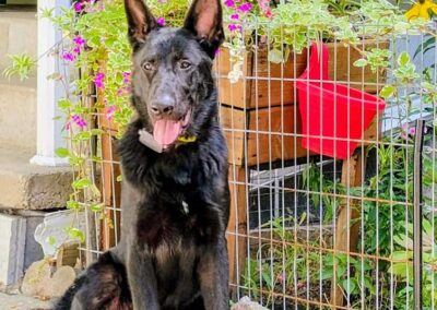 GUS, Un magnifique jeune mâle berger allemand noir, âgé de 6 mois.