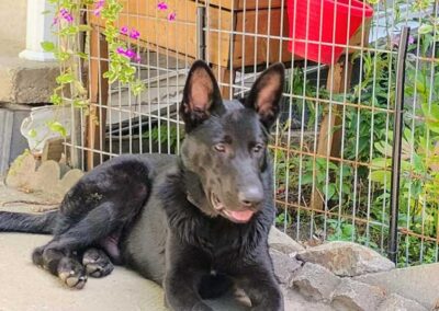 GUS, Un magnifique jeune mâle berger allemand noir, âgé de 6 mois.
