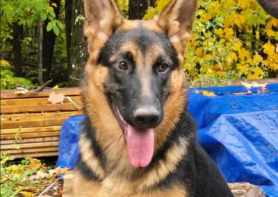 JACKY, femelle berger allemand chiots au Québec.
