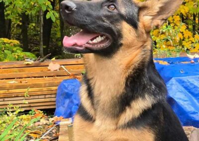 JACKY, une superbe femelle berger allemand au Québec.