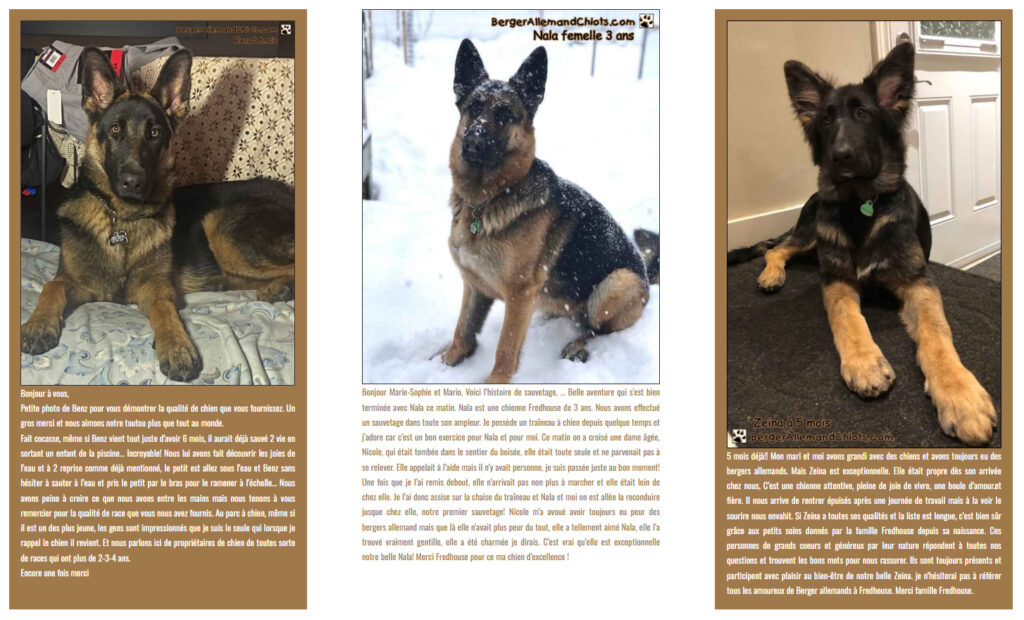 Commentaires de clients satisfaits de leur achat d'un chiot berger allemand.